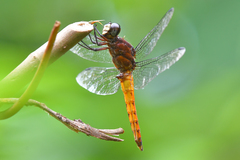 Lyriothemis