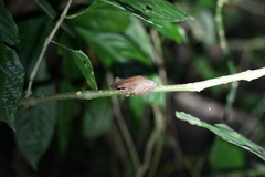 Osteocephalus fuscifacies