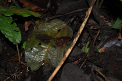 Hamptophryne boliviana