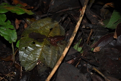 Hamptophryne boliviana