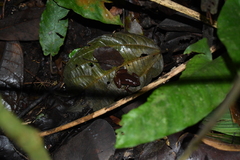 Hamptophryne boliviana