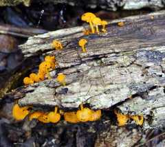 Favolaschia calocera