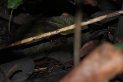 Hamptophryne boliviana
