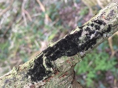 Chaetosphaerella phaeostroma