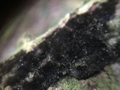 Chaetosphaerella phaeostroma
