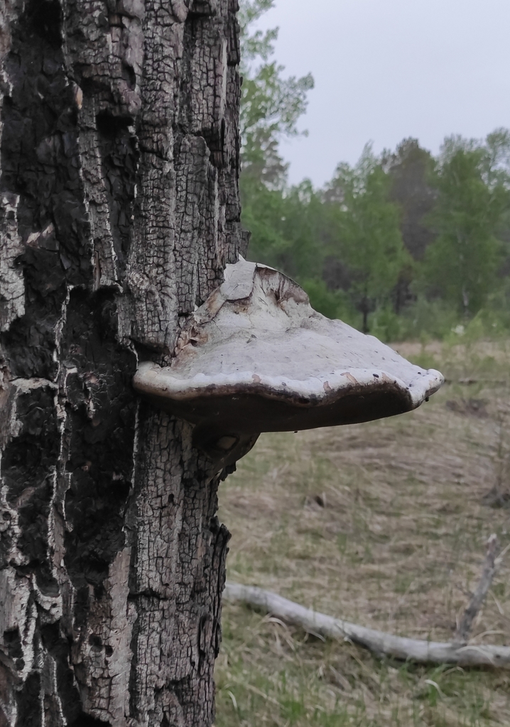 Fomes fomentarius · June 2021 · photo: © wrrite (iNaturalist, cc-by)