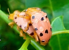 Podontia quatuordecimpunctata