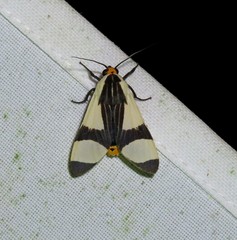 Pryteria alboatra