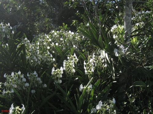 Ivory-Colored Angraecum