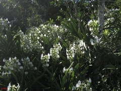 Angraecum eburneum