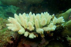 Acropora cerealis