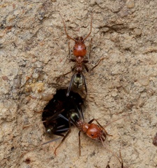 Iridomyrmex sanguineus
