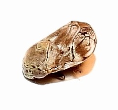 Clastoptera laevigata