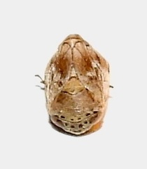 Clastoptera laevigata