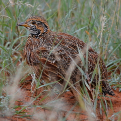 Scleroptila gutturalis