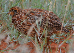 Scleroptila gutturalis
