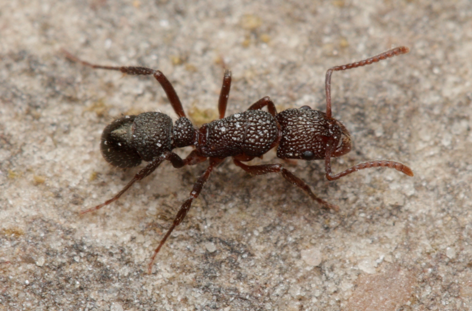 Rhytidoponera borealis
