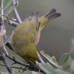 Zosterops pallidus