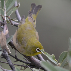 Zosterops pallidus