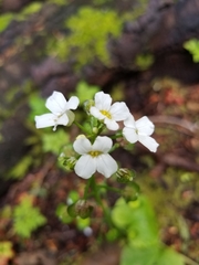 Pachyphragma macrophyllum