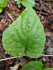 Pachyphragma macrophyllum