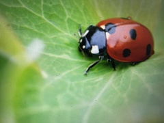 Coccinella septempunctata