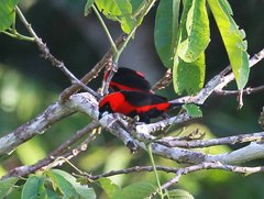 Ramphocelus nigrogularis