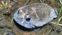 Northern Spadefoot Toad photo 2