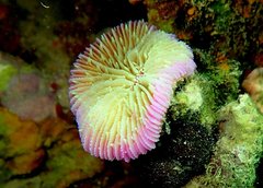 Fungia fungites
