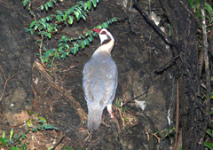 Alectoris melanocephala