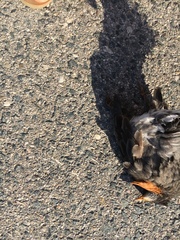 Turdus migratorius migratorius