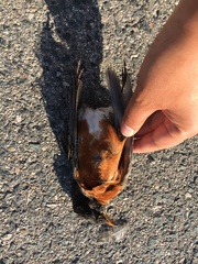 Turdus migratorius migratorius