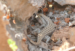 Trachylepis brevicollis