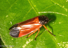 Asiacercopis hainanensis