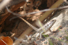 Trachylepis brevicollis