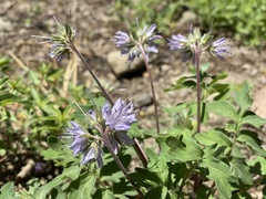 Hydrophyllum alpestre