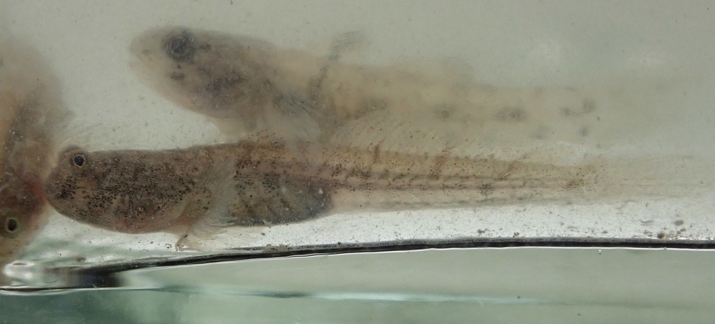 Lobe-jawed goby (Pseudapocryptes elongatus) — Gobiidae