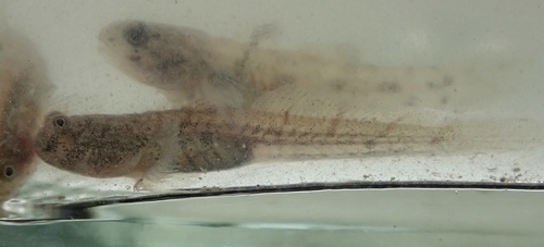 Lobe-jawed goby (Pseudapocryptes elongatus) — Gobiidae