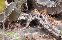Trachylepis brevicollis
