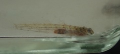 Pseudapocryptes elongatus