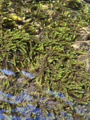 Hygrohypnella ochracea