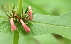 Triosteum perfoliatum