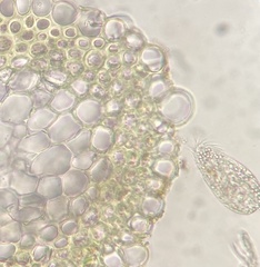 Hygrohypnella ochracea