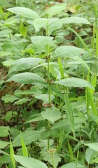 Triosteum perfoliatum