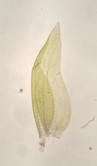 Hygrohypnella ochracea