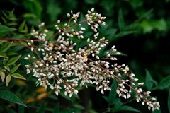Nandina domestica