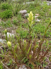Castilleja septentrionalis
