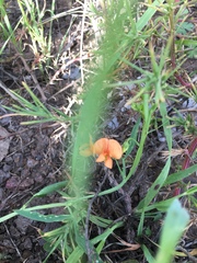 Lathyrus hierosolymitanus