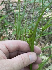 Carex intumescens
