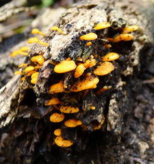 Favolaschia calocera